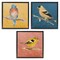 Stupell Industries Brilliant Birds on Branches 3 pc Framed Floater Canvas Wall Art Set Design by Lanie Loreth
